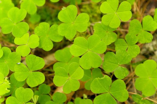 Green shamrocks at Irish forest