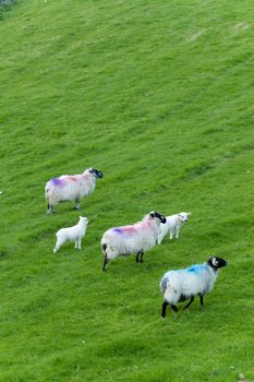 sheep grazing at the Irish countryside