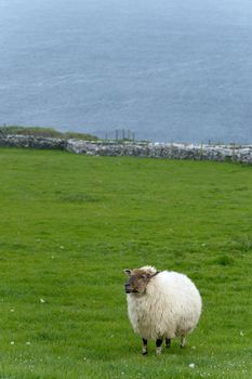 Irish sheep grazing at rural Ireland