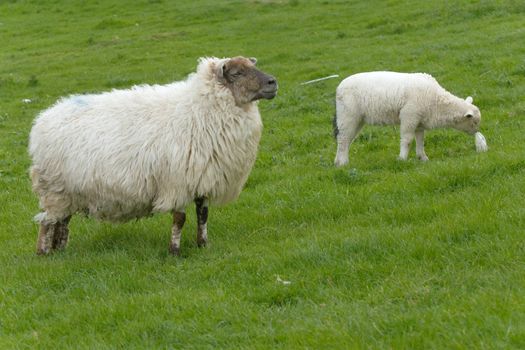 Irish sheep grazing at rural Ireland