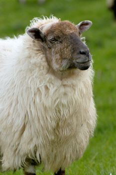 Irish sheep grazing at rural Ireland