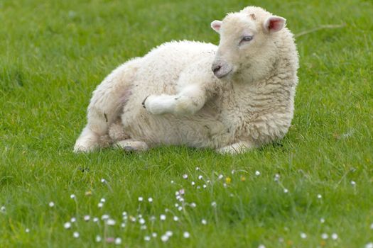 Irish sheep grazing at rural Ireland