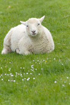 Irish sheep grazing at rural Ireland