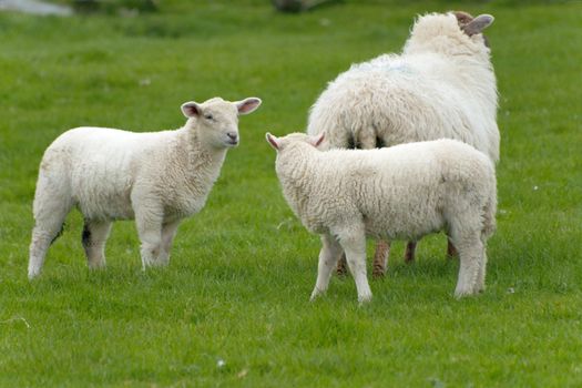 Irish sheep grazing at rural Ireland