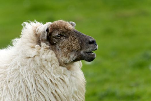Irish sheep grazing at rural Ireland