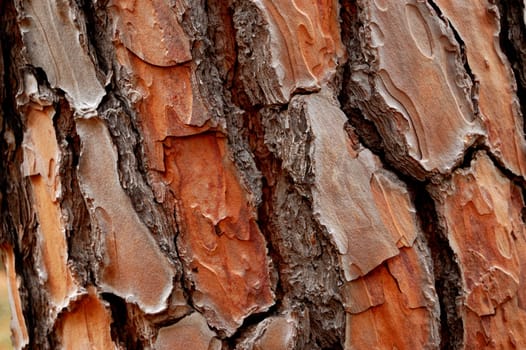 closeup of a woody pine cortex