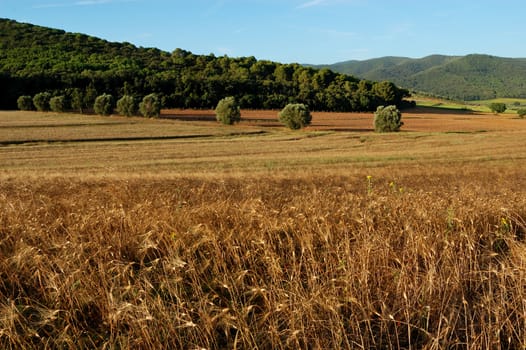 A typical Tuscany landscape of a wheat field