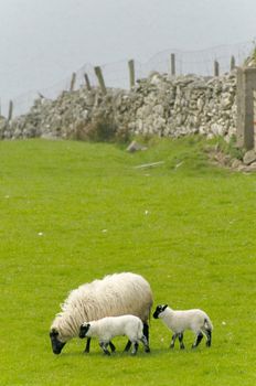 Irish sheep grazing at rural Ireland