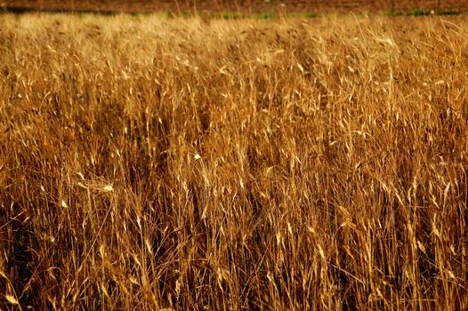 closeup of a yellow ripe wheat field