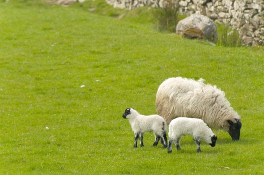 Irish sheep grazing at rural Ireland