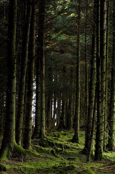 Forest at Wstern Ireland