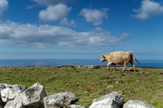 Cow at pasture  by the ocean at Western Ireland