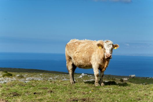 Cow at pasture  by the ocean at Western Ireland
