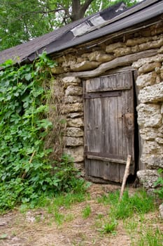 Wooden door of old barn among plant of hop (Humulus)