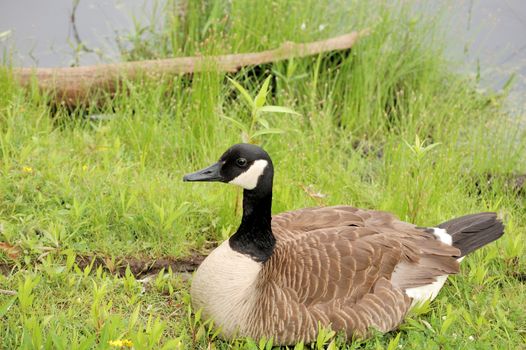 A Canada goose sitting at a lake edge.