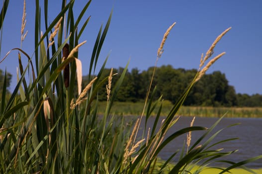 Cat Tails against Bright Moss covered farm pond on a bright summer day