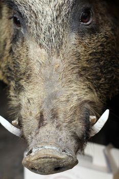 face of a wild boar