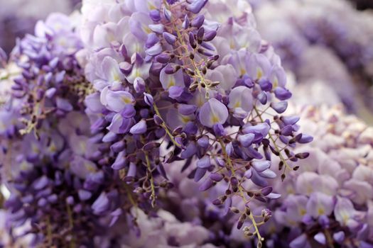 A branch from a violet tree