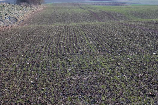 Billowy field with the young crops.