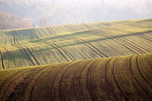   Billowy field with the young crops.