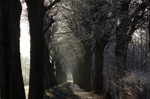 
The dark trees in the frost.