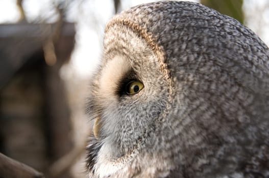 The owl is a symbol of wisdom.