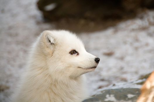 Smile of the polar fox.