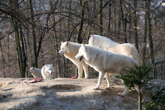 Pack of polar wolves  stand  about prey  on the hill.