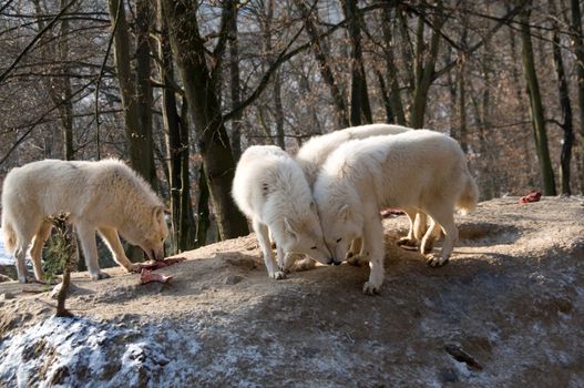 Young polar wolves are flirting with a female.