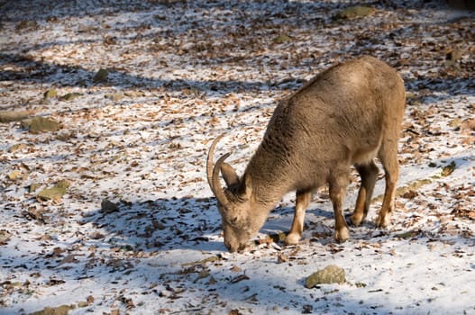 Siberian ibex graze in winter.