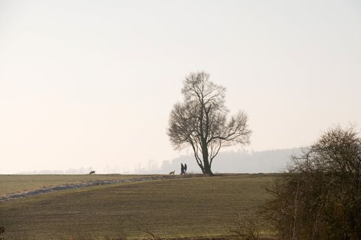 People and dogs stroll among the fields.