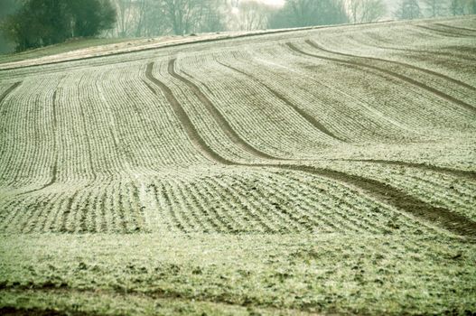   Billowy field with the young crops.