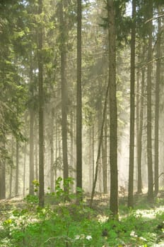 Fog in the fir forest. Pollen of flowering firs.