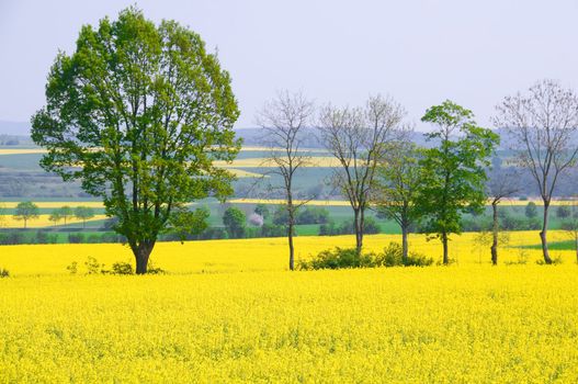 Landscape with flowering trees and rape.