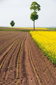 Blossoming rapeseed and arable land with the young shoots of maize.