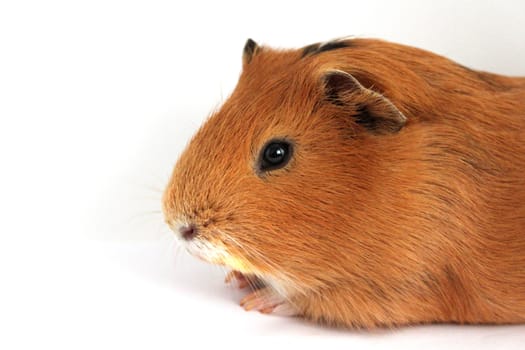 guinea pig closeup on the white background