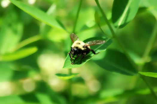 A Bumble bee on a leaf