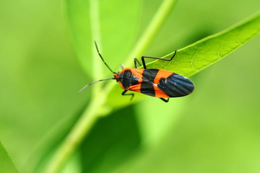 A Milkweed bug on a leaf