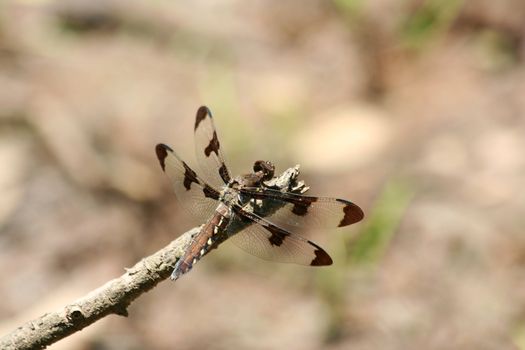 A Female Twelve Spot Skimmer dragonfly