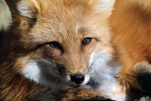 Close-up portrait of a beautiful wild Red Fox