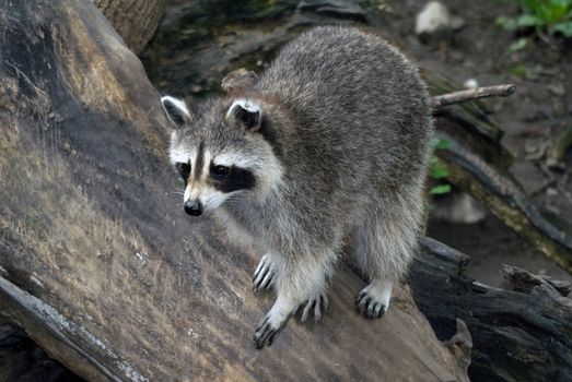 Picture of a wild raccoon on a wooden log