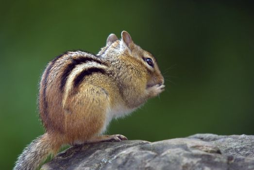 Closeup picture of an Eastern Chipmunk on a rock