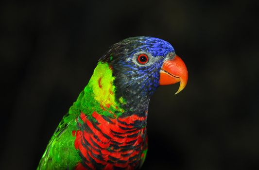 Closeup portrait of a colorful Rainbow Lorikeet