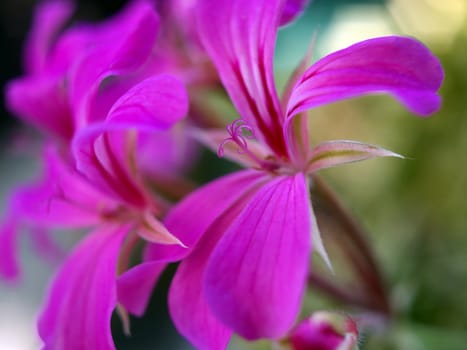 Close of of geranium.