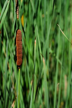 green cane as texture background