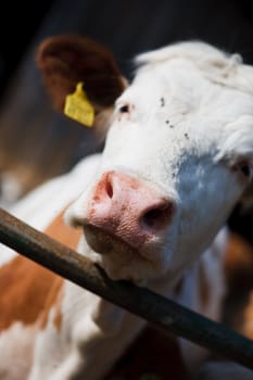 animal: cow on farmland