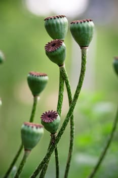 Detail of Poppy flower with colourful background