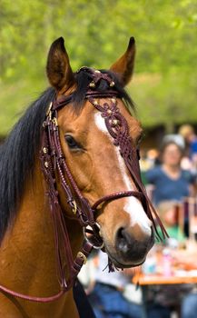 horse portrait