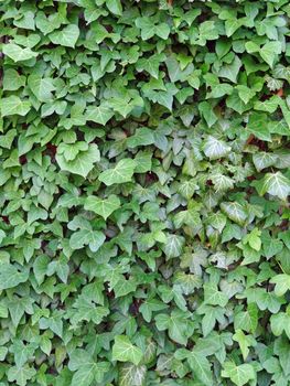 green ivy leaves