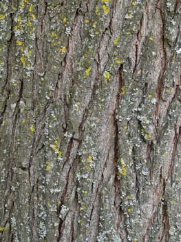 tree bark close up